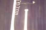 Rat-bone001.jpg